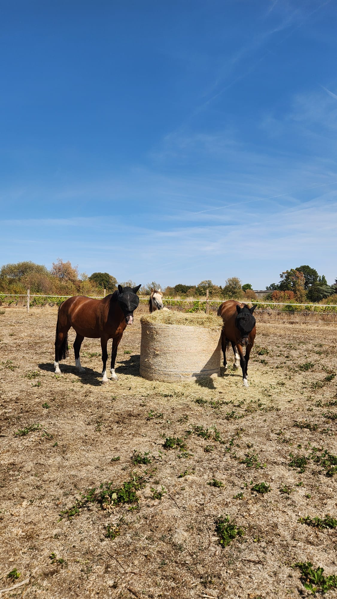 Chevaux nourris ensemble